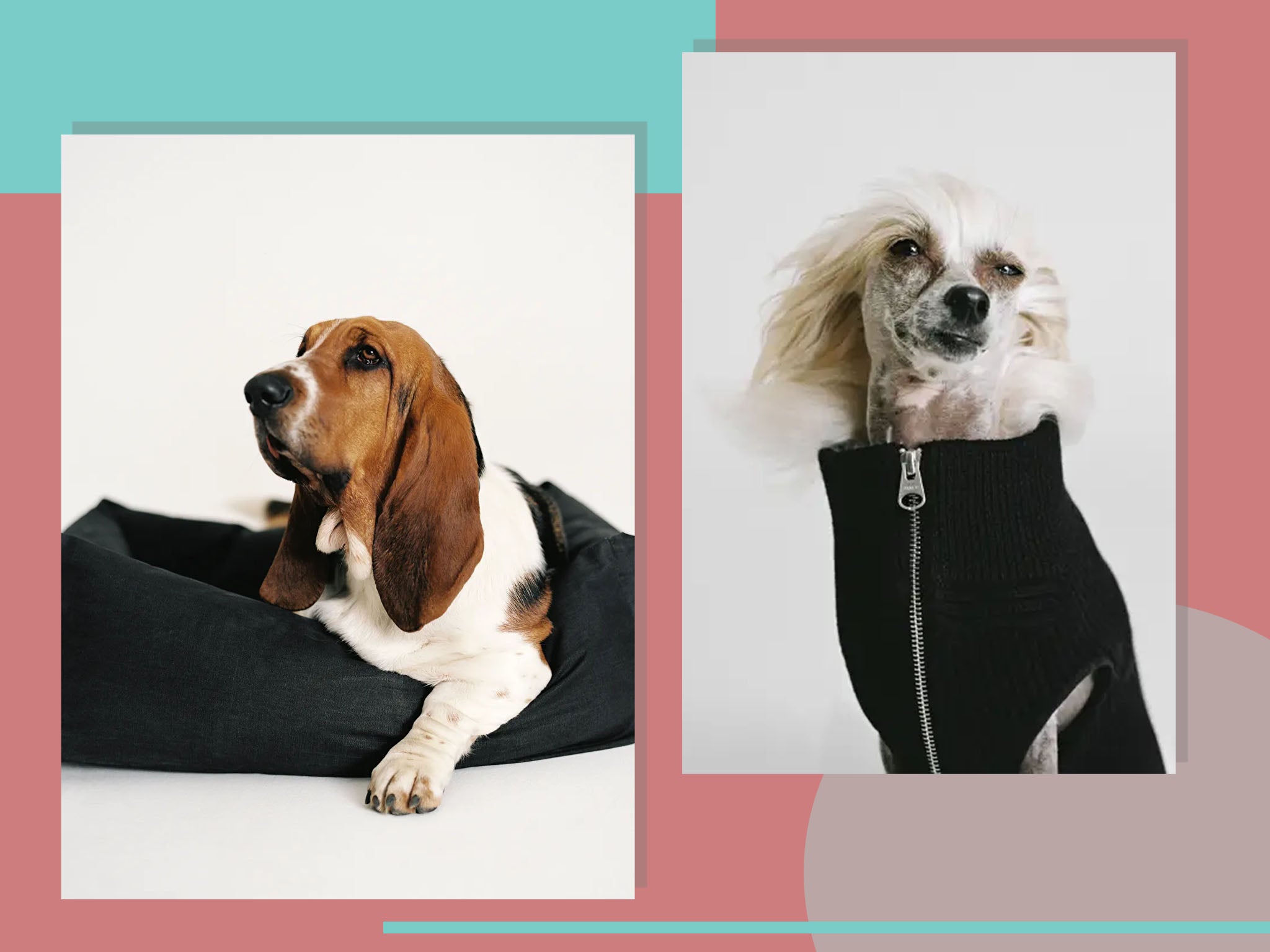 Arket has launched a dog range with collars waterproof coats